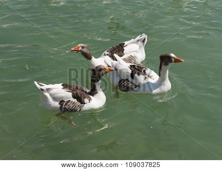 Geese, Goslings On The Natural Lake, Bird On Blue Water Photo