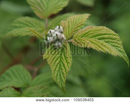 Undeveloped Flower Raspberries
