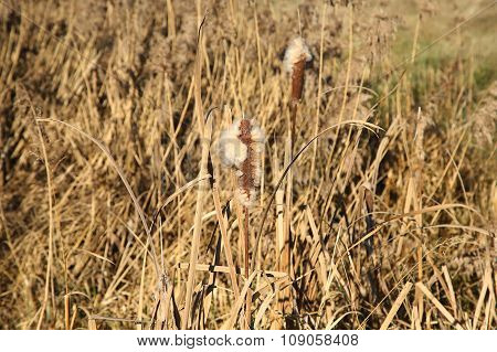 The Stems Of Reed Mace