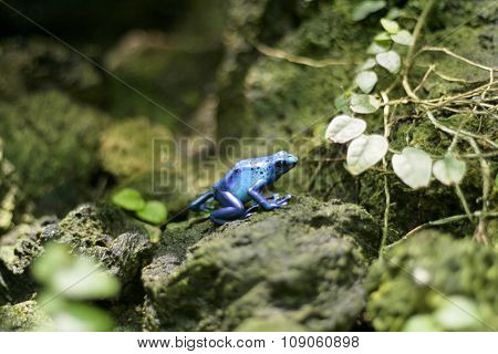 Blue Frog