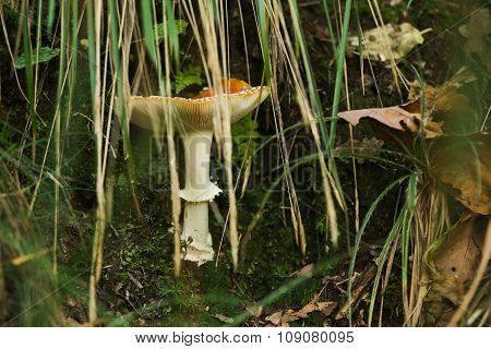 Beautiful mushroom on grass forest covered by some leafs