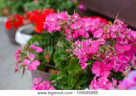 Pink Geraniums Blooming