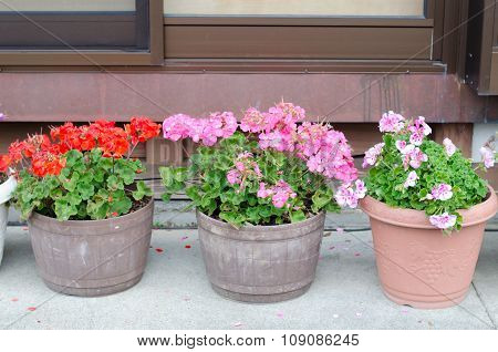 Pink Geraniums Blooming