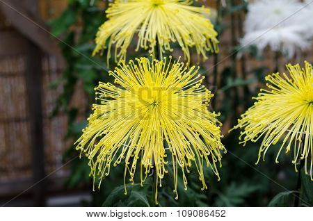 Japanese Chrysanthemums On Display At The Naritasan Shin Shoji Temple In Narita, Japan
