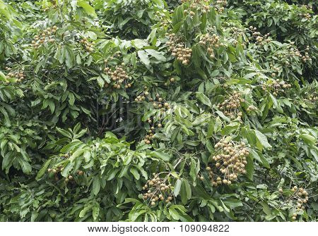 Longan