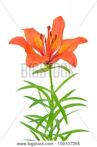 Tiger Lily
