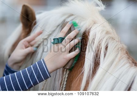 Girl Grooming Horse