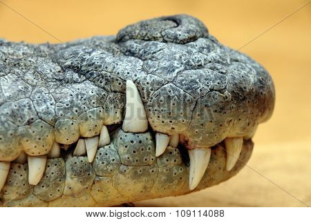 Crocodile Teeth