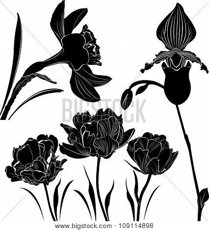 flowers Collection
