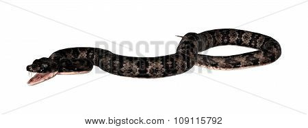 Cottonmouth Snake On White