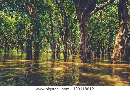 Flooded trees in mangrove rain forest. Kampong Phluk village. Cambodia