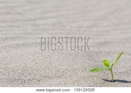 Plant sprouting in the desert . Sprout in the desert.