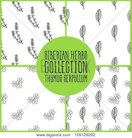 Handdrawn Illustration - Health and Nature Set