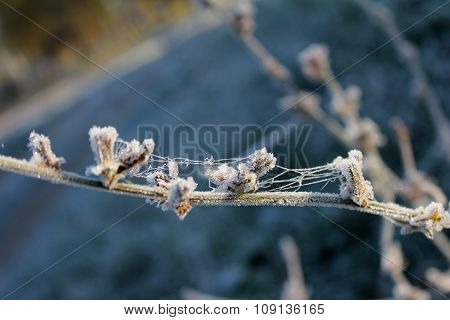 Cobwebs on bush covered with frost
