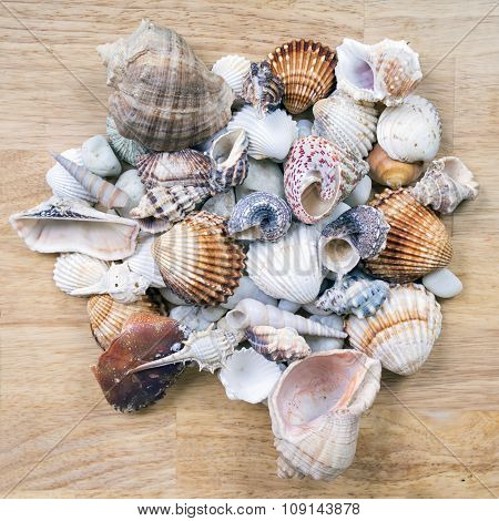 Different seashells piled together like a background.