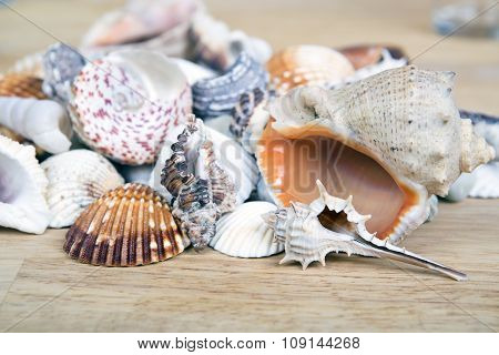 Different seashells piled together like a background.