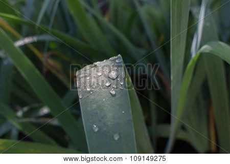 Drops on the leaves of iris