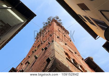 Guinigi Tower In Lucca