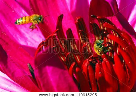 ดอกไม้ลิลลี่น้ำ Stamen และผึ้ง