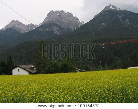 Beautiful Alpine Meadow, Scuol