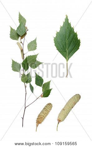 Birch