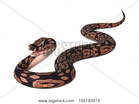 Ball Python On White
