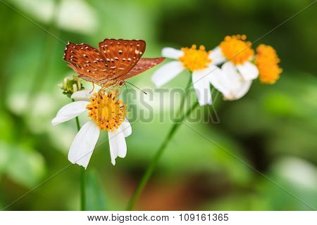 Common Punchinello On Orange Flower