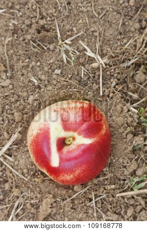 Big White Peach On Terrain
