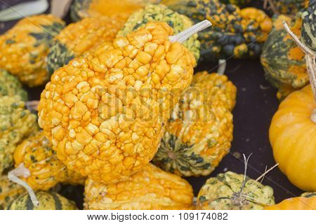 Decorative Autumn holiday gourds on display at local farmers market