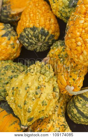 Decorative Autumn holiday gourds on display at local farmers market