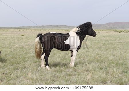 Piebald stallion