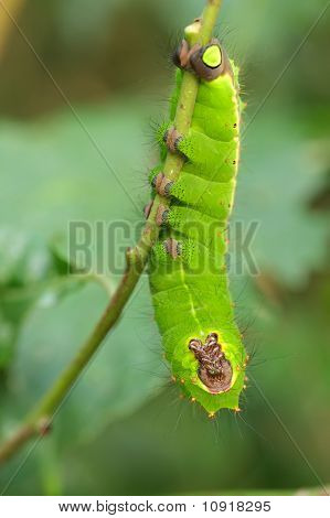 indische Mond Schmetterling Raupe