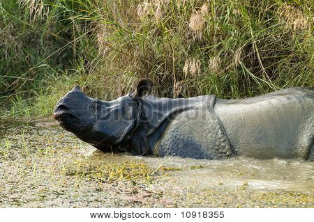 ป่าแรด unicornis
