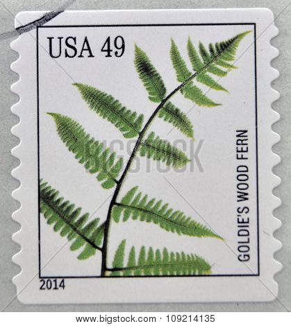 A stamp printed in USA dedicated to Ferns shows goldies wood fern circa 2014