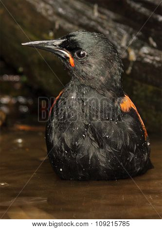 Submerged Male Saddleback