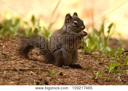 An Abert's Squirrel feeding on the forest floor.