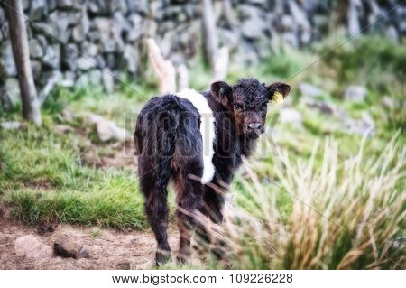 Belted Galloway