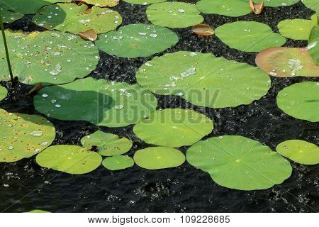 Water Lily Leaves In Rain Drops