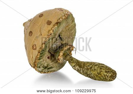 Mushroom - Toy Of Handmade, Isolated On White Background