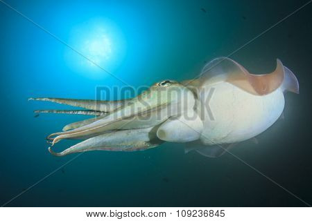 Cuttlefish 