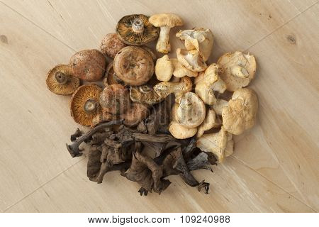 Variety of fresh wild mushrooms seen from above