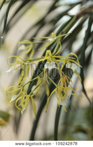 White lady of the night orchid, Brassavola nodosa