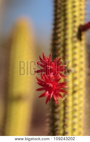 Red flower on a Cleistocactus samaipatanus cactus