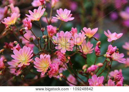 Lewisia Cotyledon