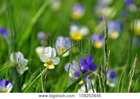 Polish Meadow Flowers