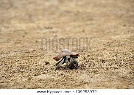 Hermit Crab