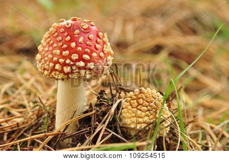 Small Fly Agaric Mushroom