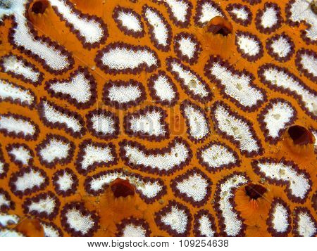 Sponge Texture