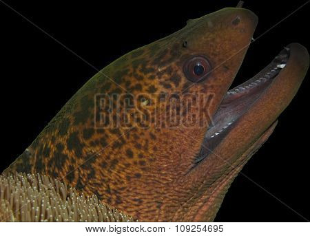 Moray Eel Head Isolated On Black