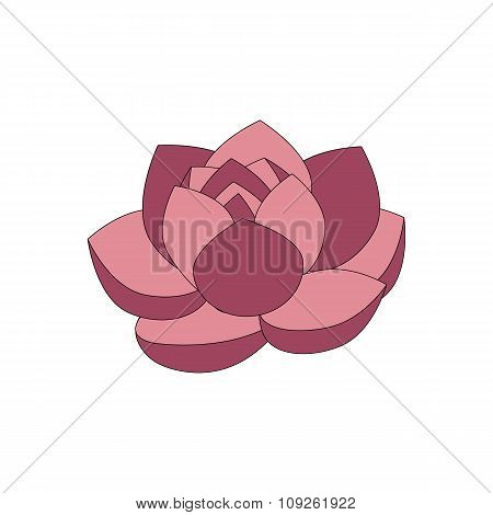 Pink beautiful lotus flower isolated on white background